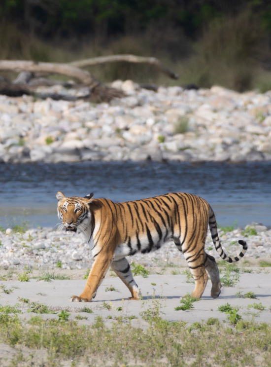 Tiger Safari | Luxury safaris In Jim Corbett